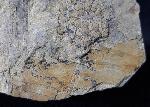 Equisetites arenaceus (JGER 1827) - Bild © FossNet FossilienStore